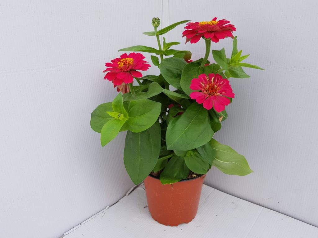Zinnia dreamland rose