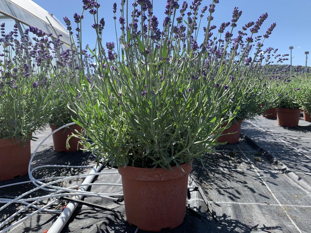 Lavandula angustifolia Hidcote