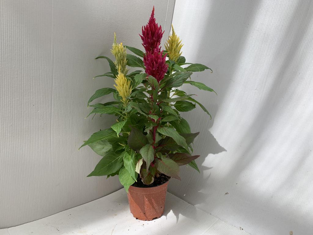 celosia plumosa Mix
