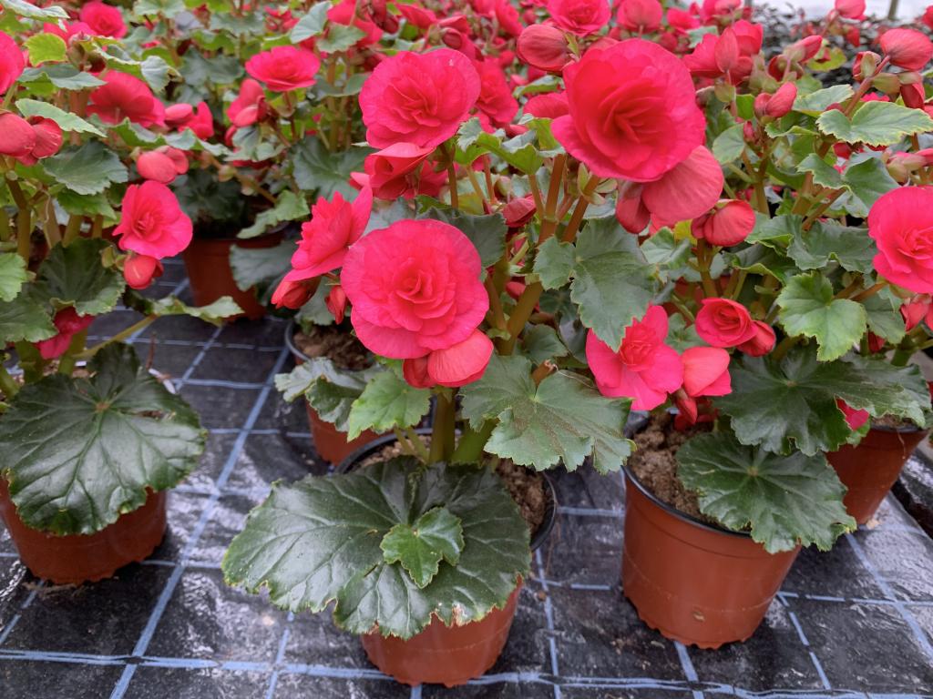 Bégonia elatior Solenia rose