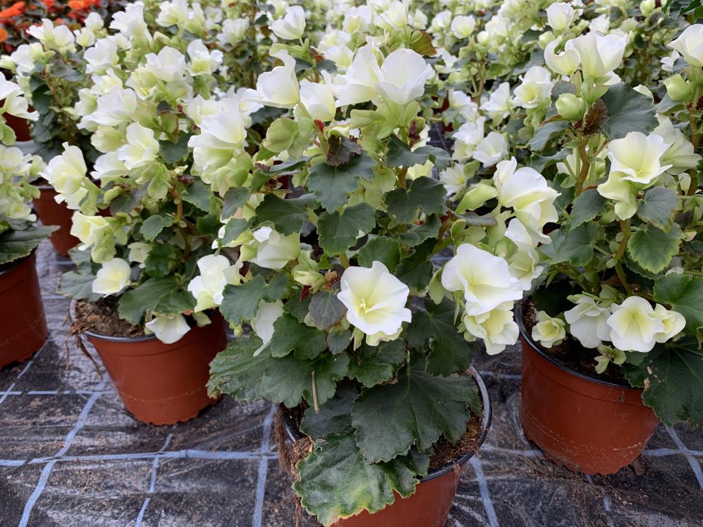 Bégonia elatior Solenia blanc
