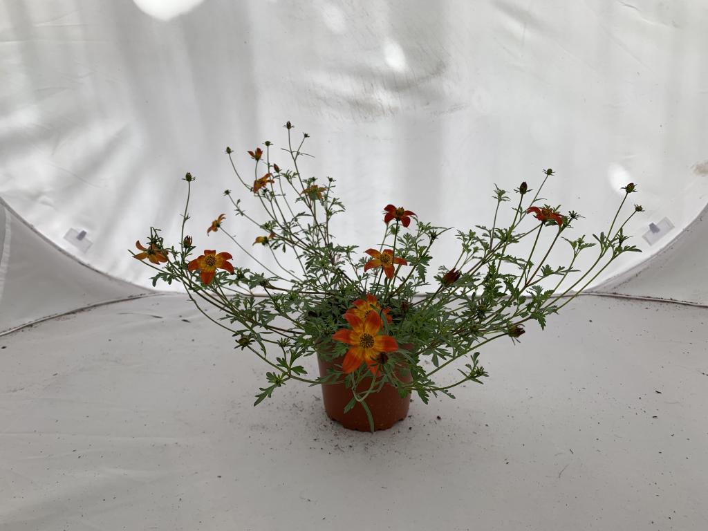 Bidens ferulifolium jaune or