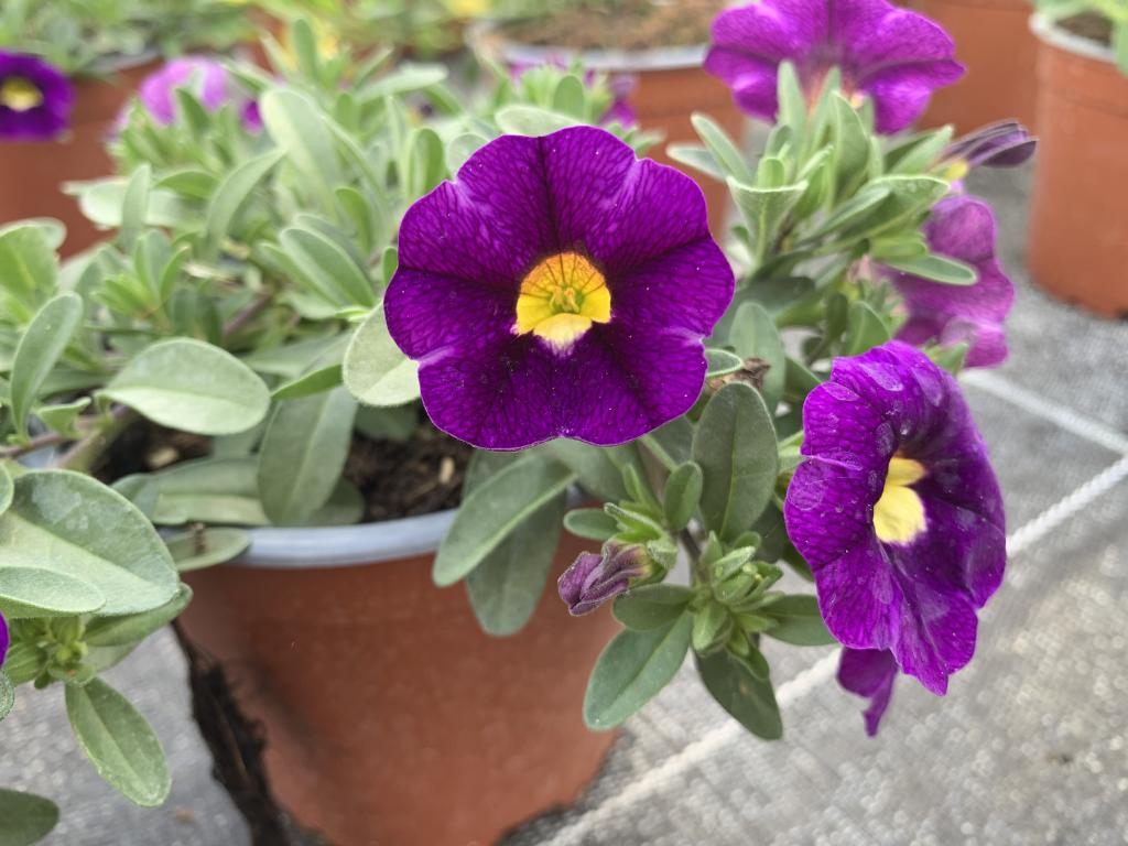 Calibrachoa violet