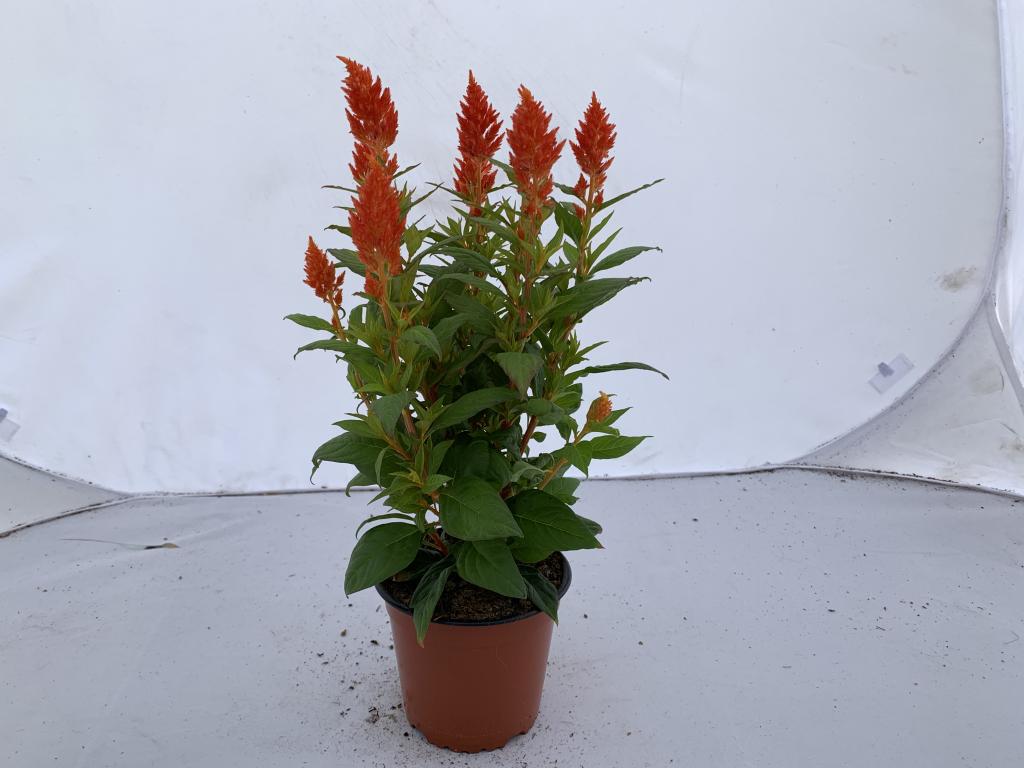 Celosia plumosa orange