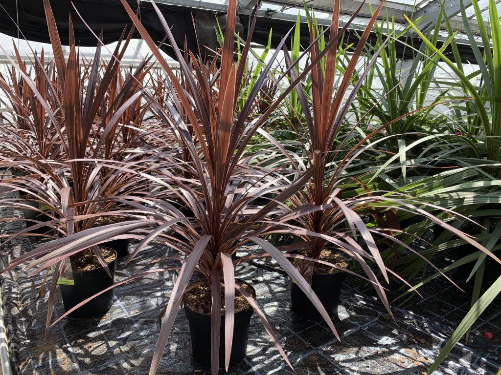 Cordyline australis vert