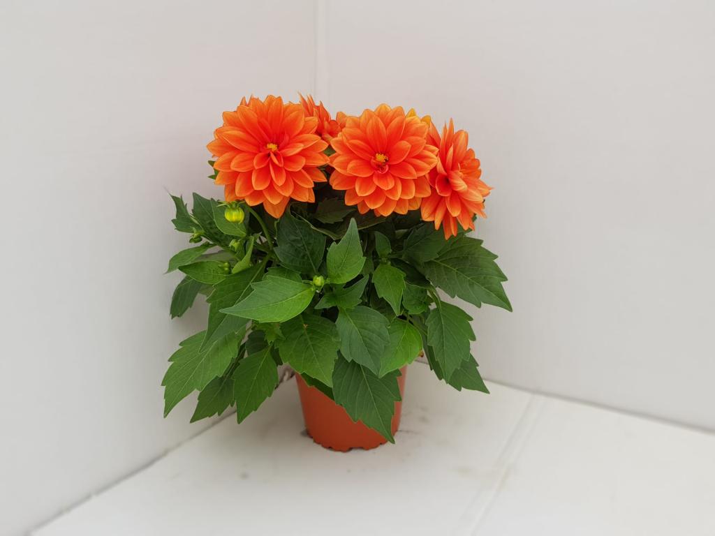 Dahlia hybride orange