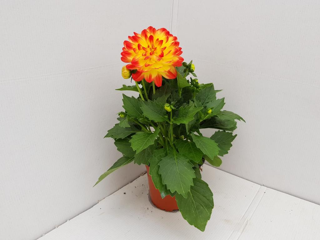 Dahlia hybride jaune-orange