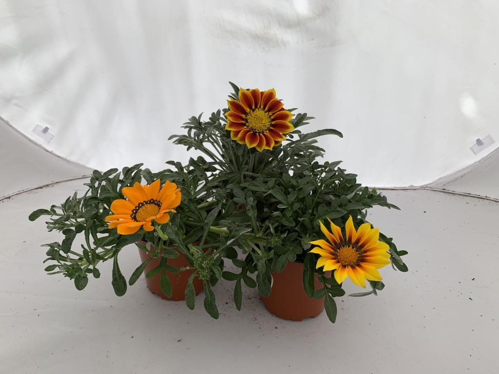 Gazania rigens fleur simple mélange
