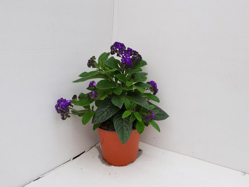 Heliotrope arborescens bleu