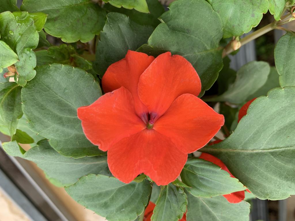 Impatiens walleriana Imara orange