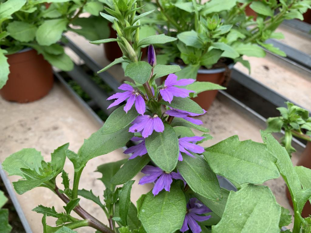 Scaevola aemula bleu