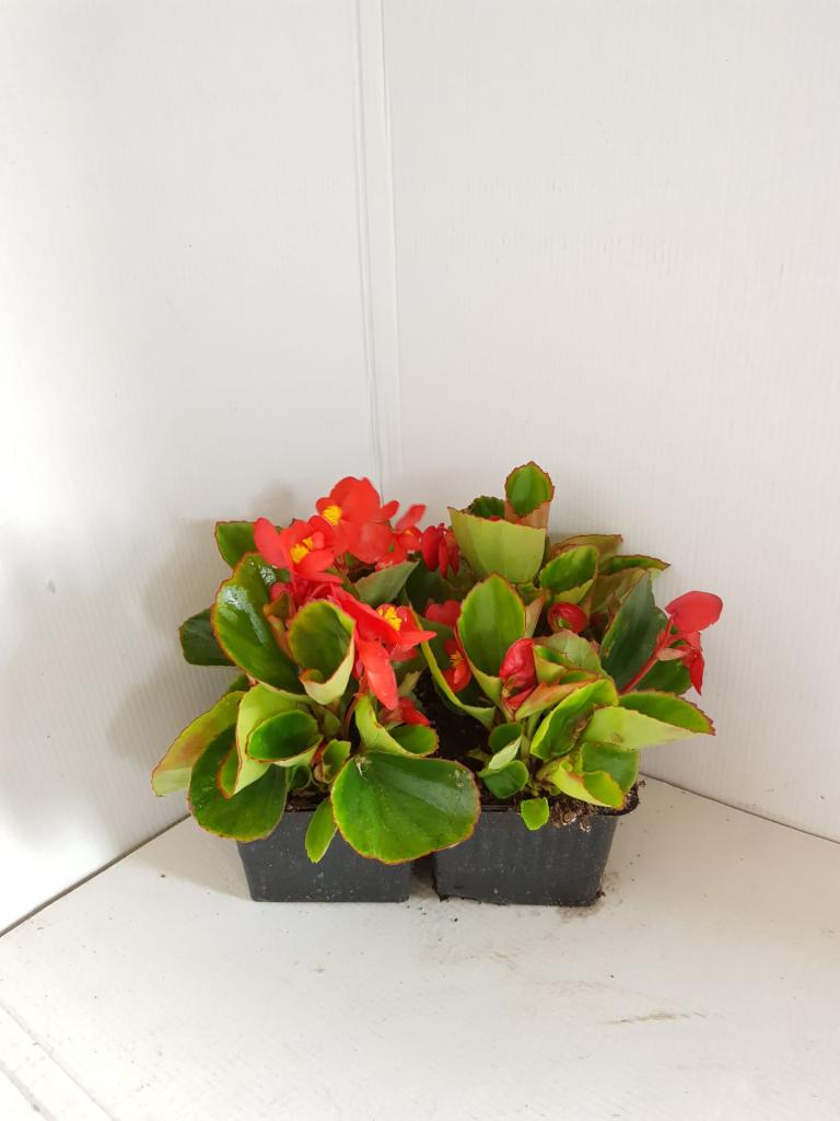 Bégonia semperflorens rouge feuilles vertes en barquette