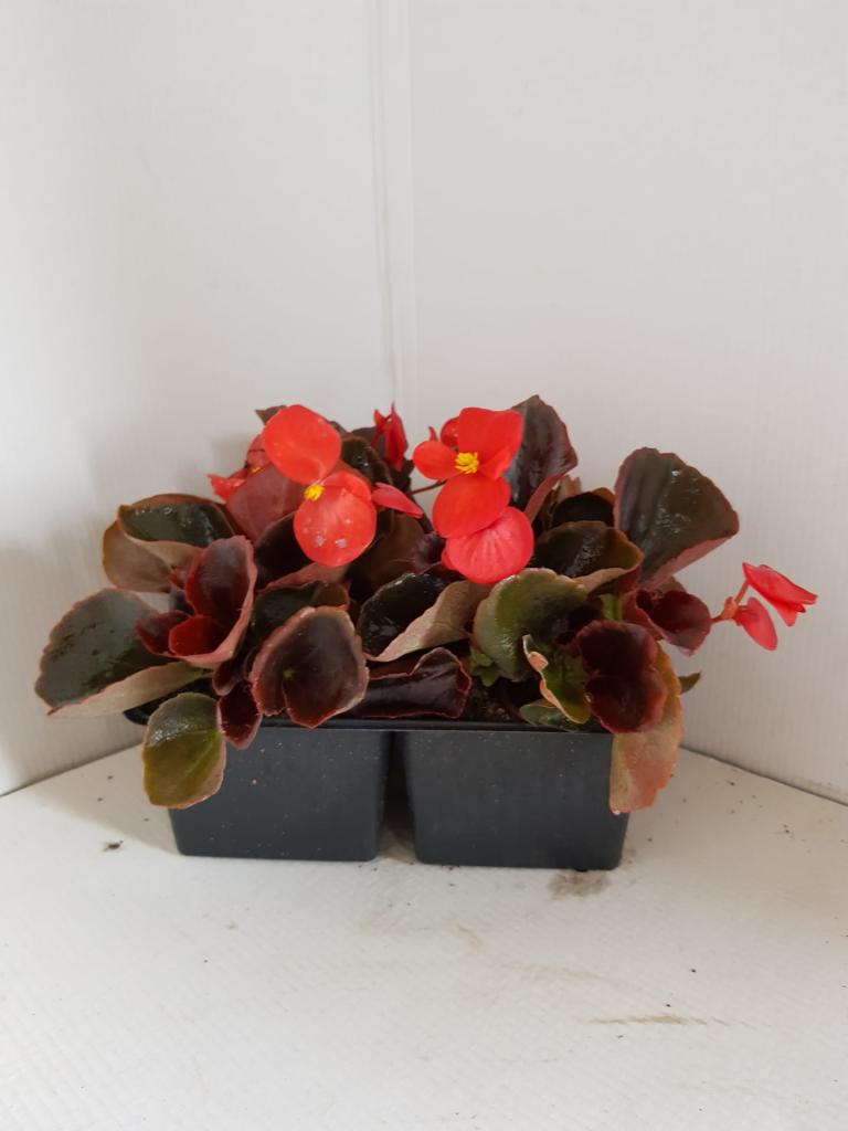 Bégonia semperflorens rouge feuilles foncées en barquette