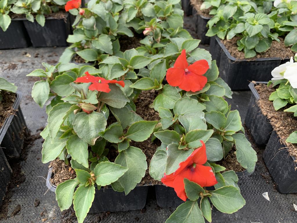 Impatiens walleriana Imara orange en barquette 