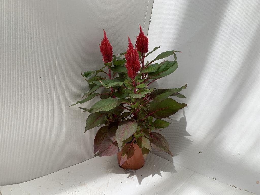 Celosia plumosa rouge