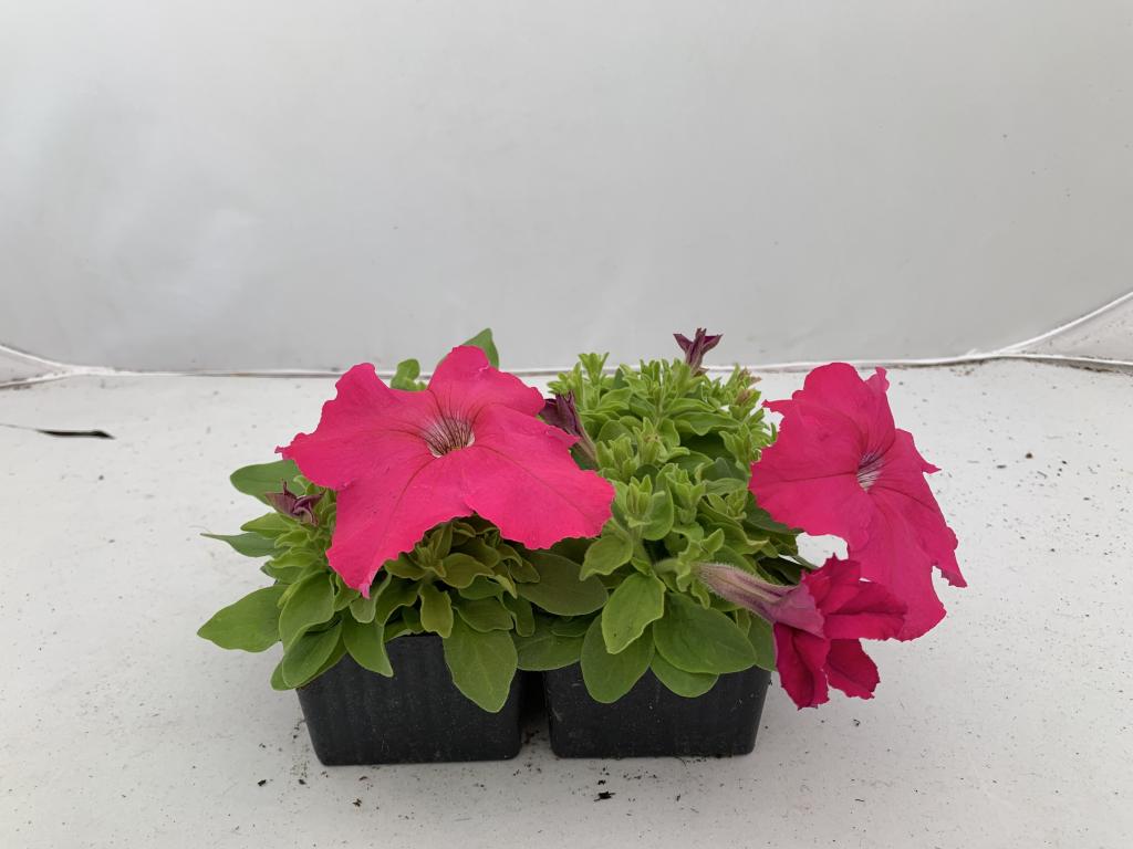 Petunia grandiflora rose en barquette