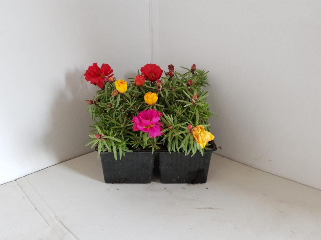 Portulaca grandiflora en barquette 