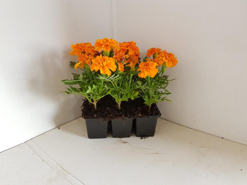 Tagète erecta orange en barquette