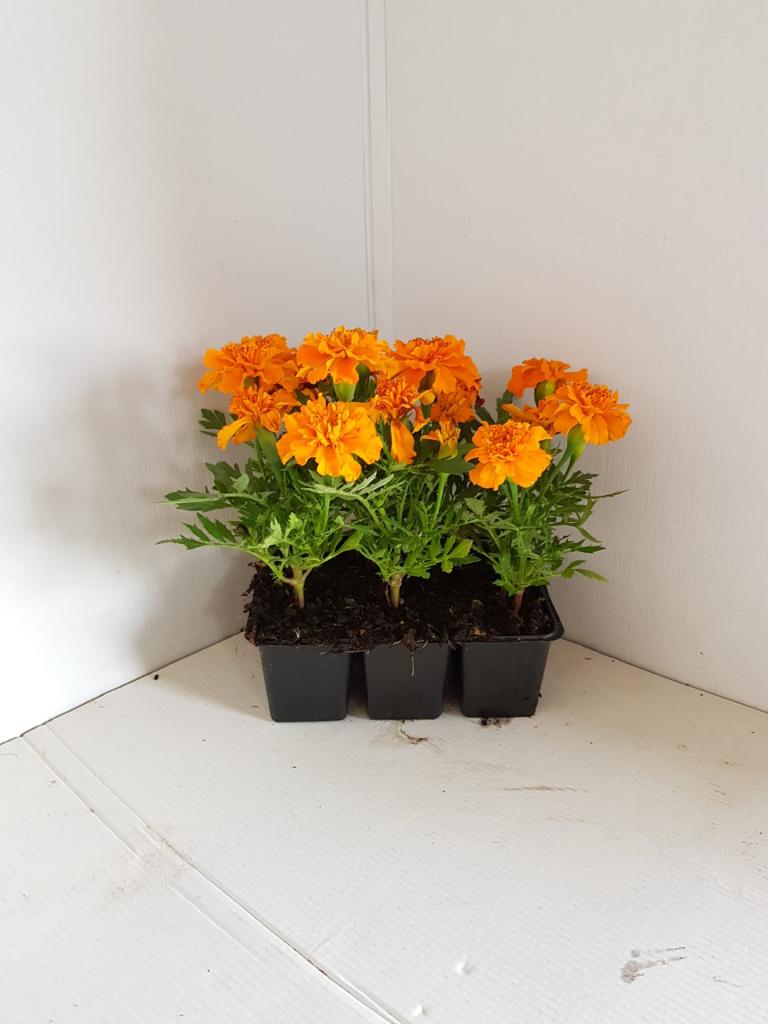 Tagète patula orange double en barquette 