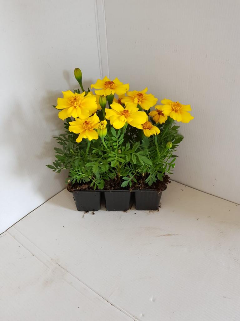 Tagète patula jaune simple en barquette 