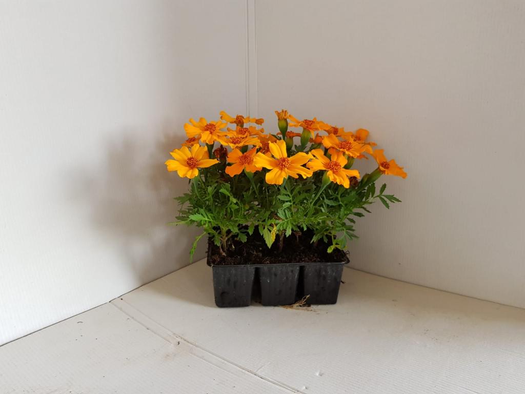 Tagète patula orange simple en barquette 