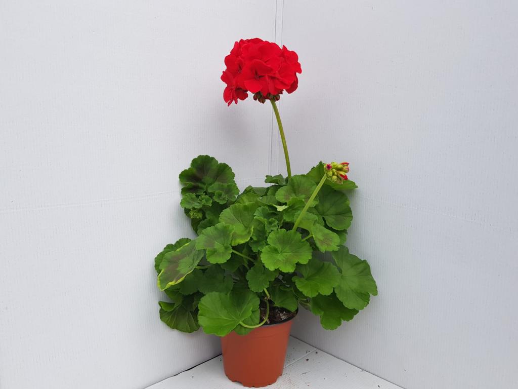 Pelargonium zonal tapissant Caliente Platinium White 