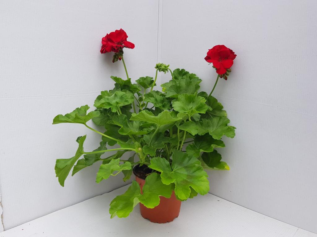 Pelargonium zonal tapissant Caliente Deep Red 