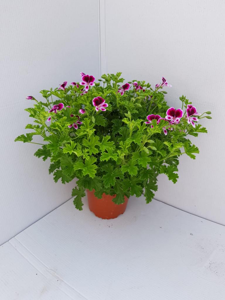 Pelargonium zonal déco Mosquitaway Eva odoran