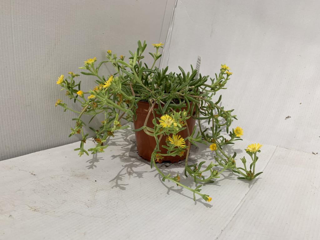 Delosperma jaune