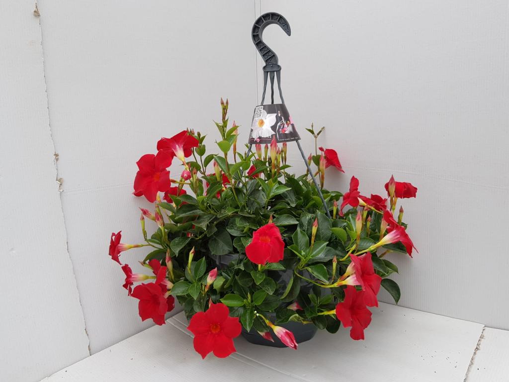 Dipladenia rouge en suspension