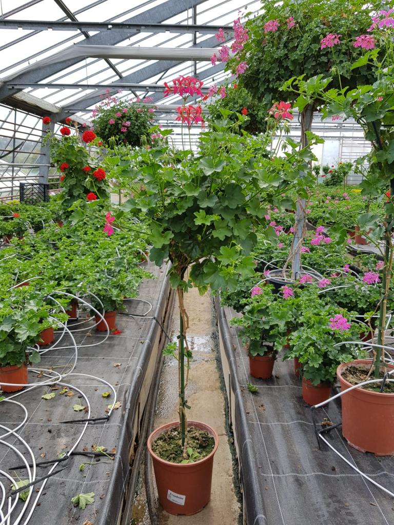 Pelargonium lierre double sur tige
