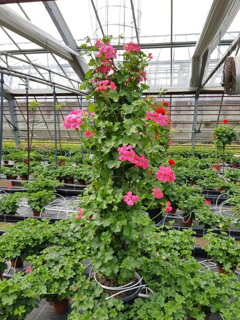 Pelargonium lierre double en colonne