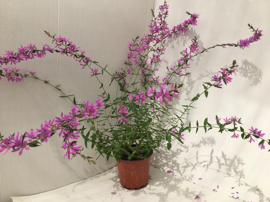 Lythrum virgatum